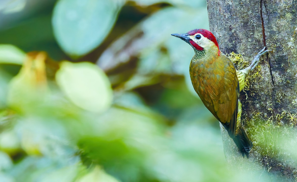 Golden-olive Woodpecker (rubripileus) - Connor Cochrane
