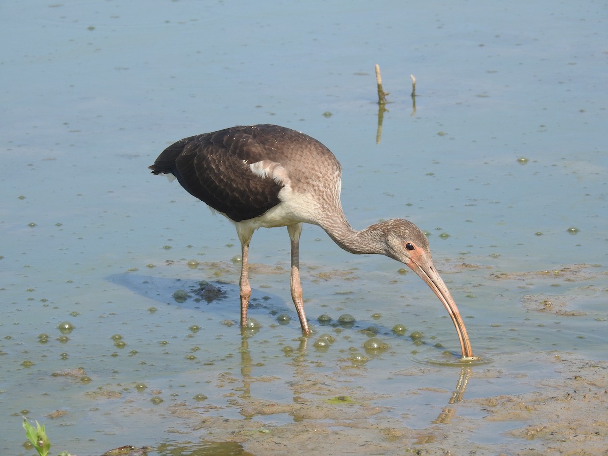 White Ibis - ML622474983