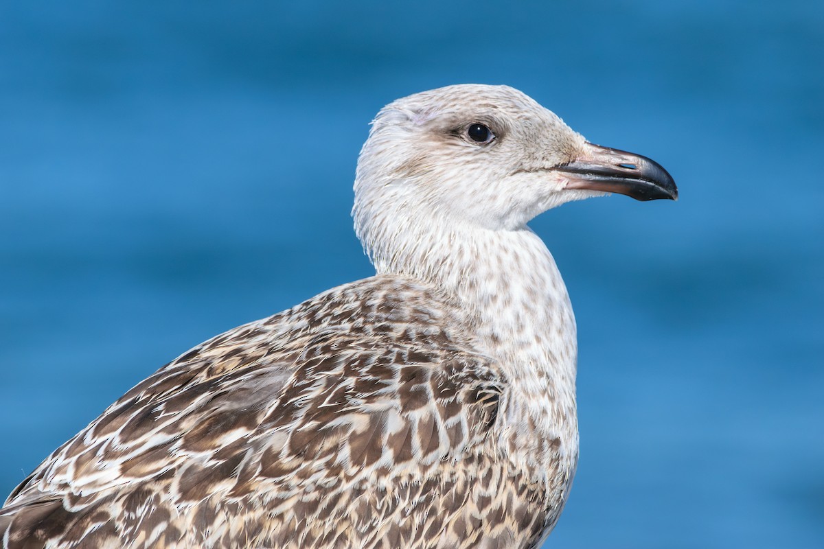 Great Black-backed Gull - ML622475001