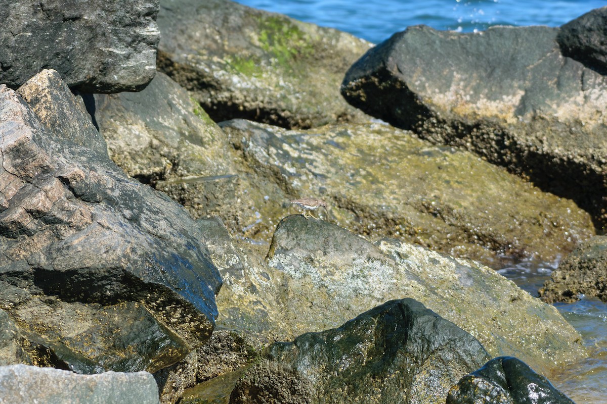 Spotted Sandpiper - ML622475012