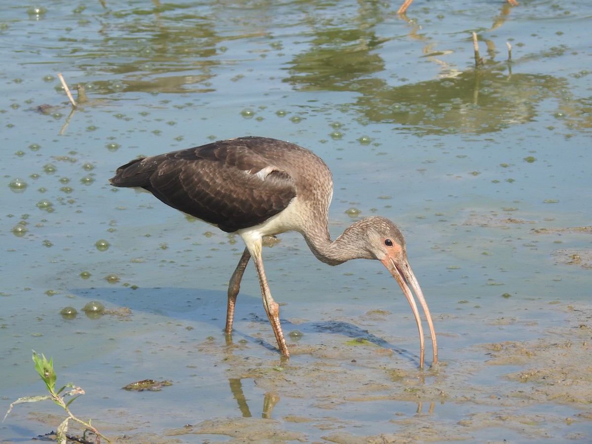 White Ibis - ML622475015