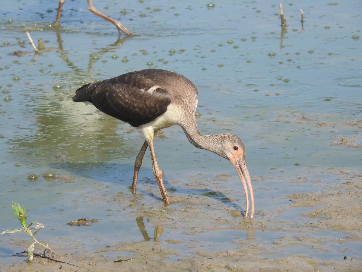 White Ibis - ML622475026