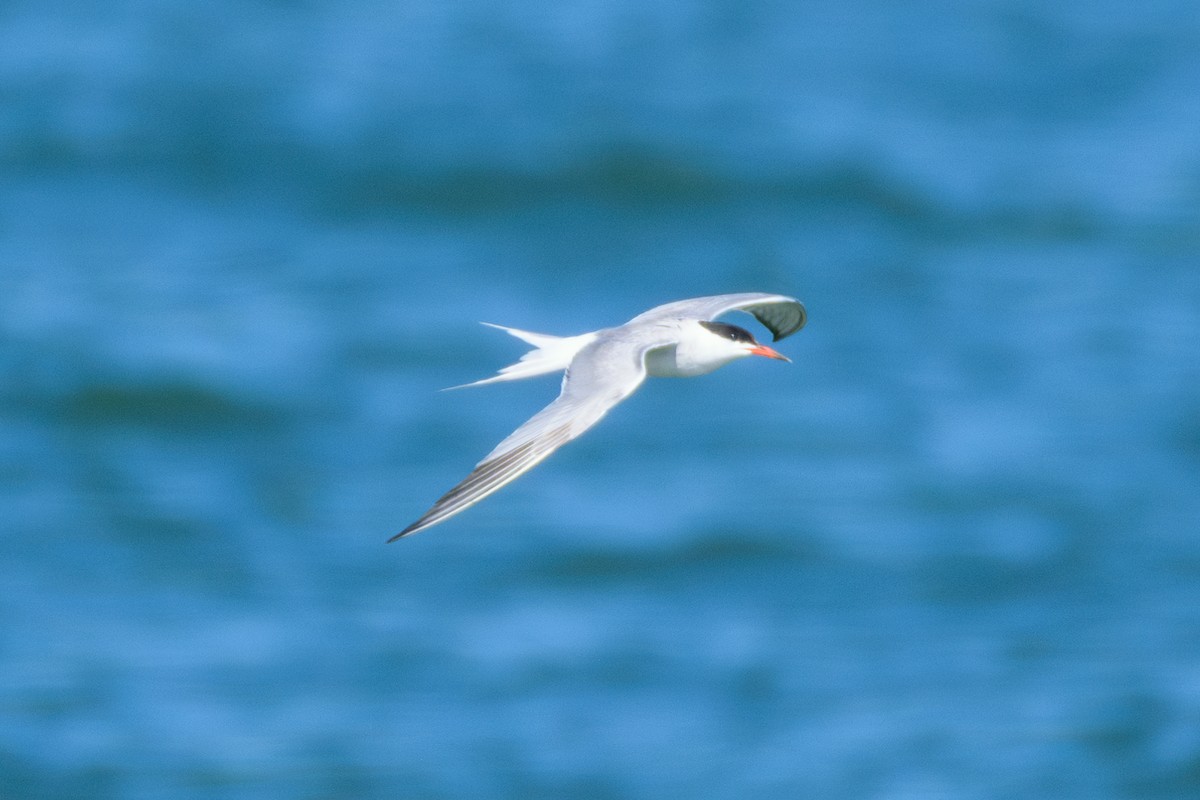 Common Tern - ML622475056