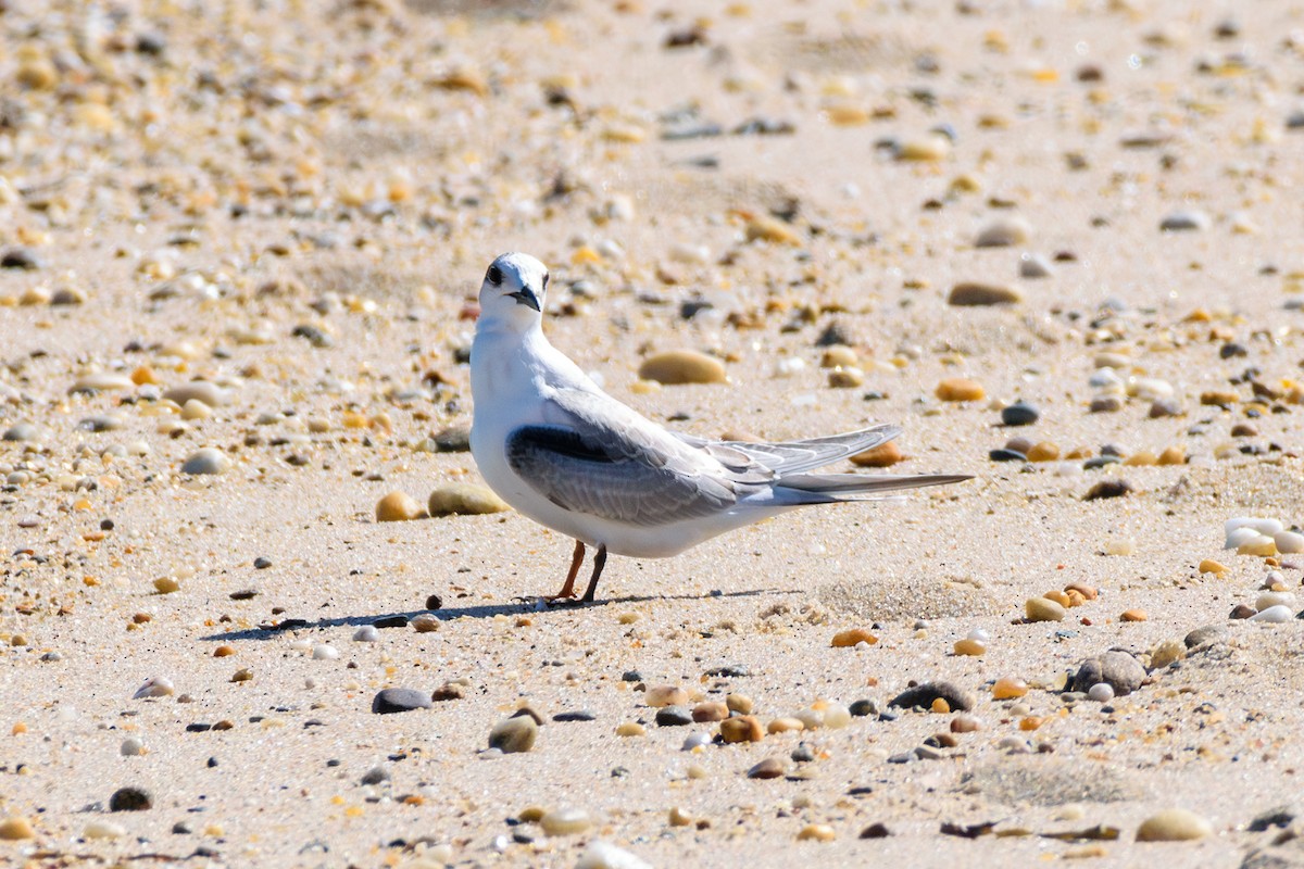 Common Tern - ML622475059