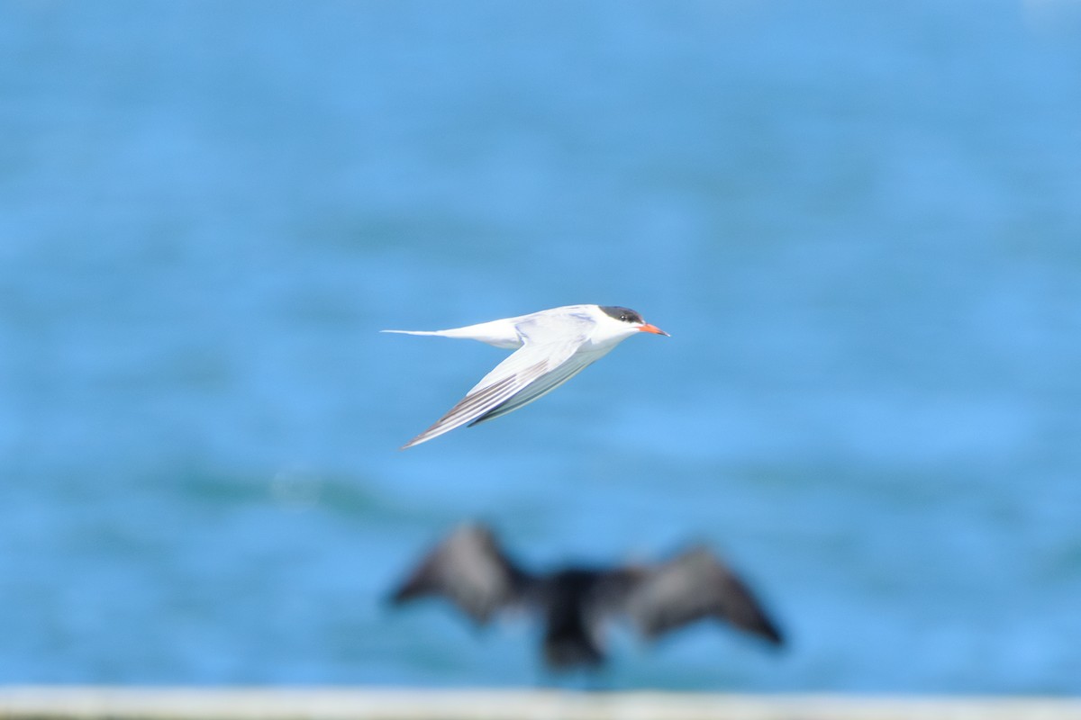 Common Tern - ML622475060