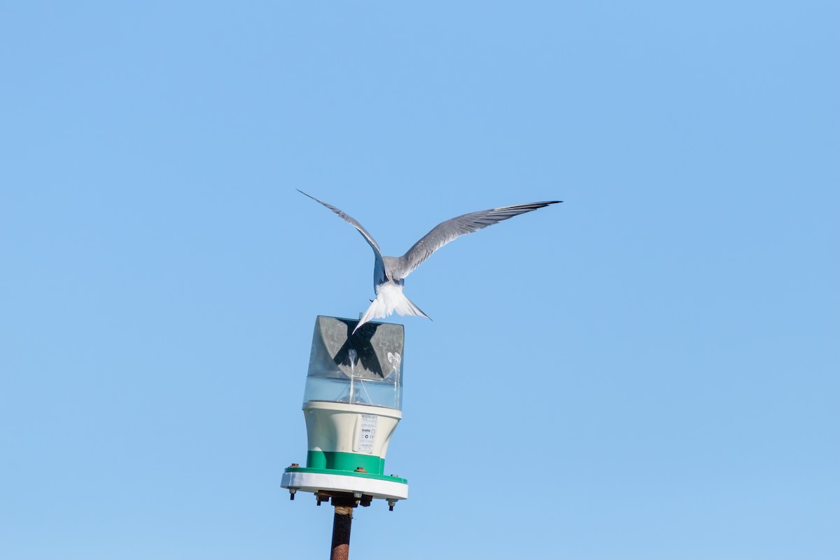 Common Tern - ML622475062