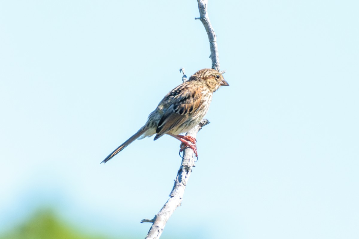 Song Sparrow - ML622475081