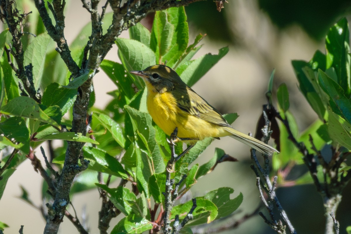 Prairie Warbler - ML622475097