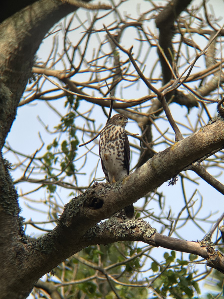 African Goshawk (Southern) - ML622475139