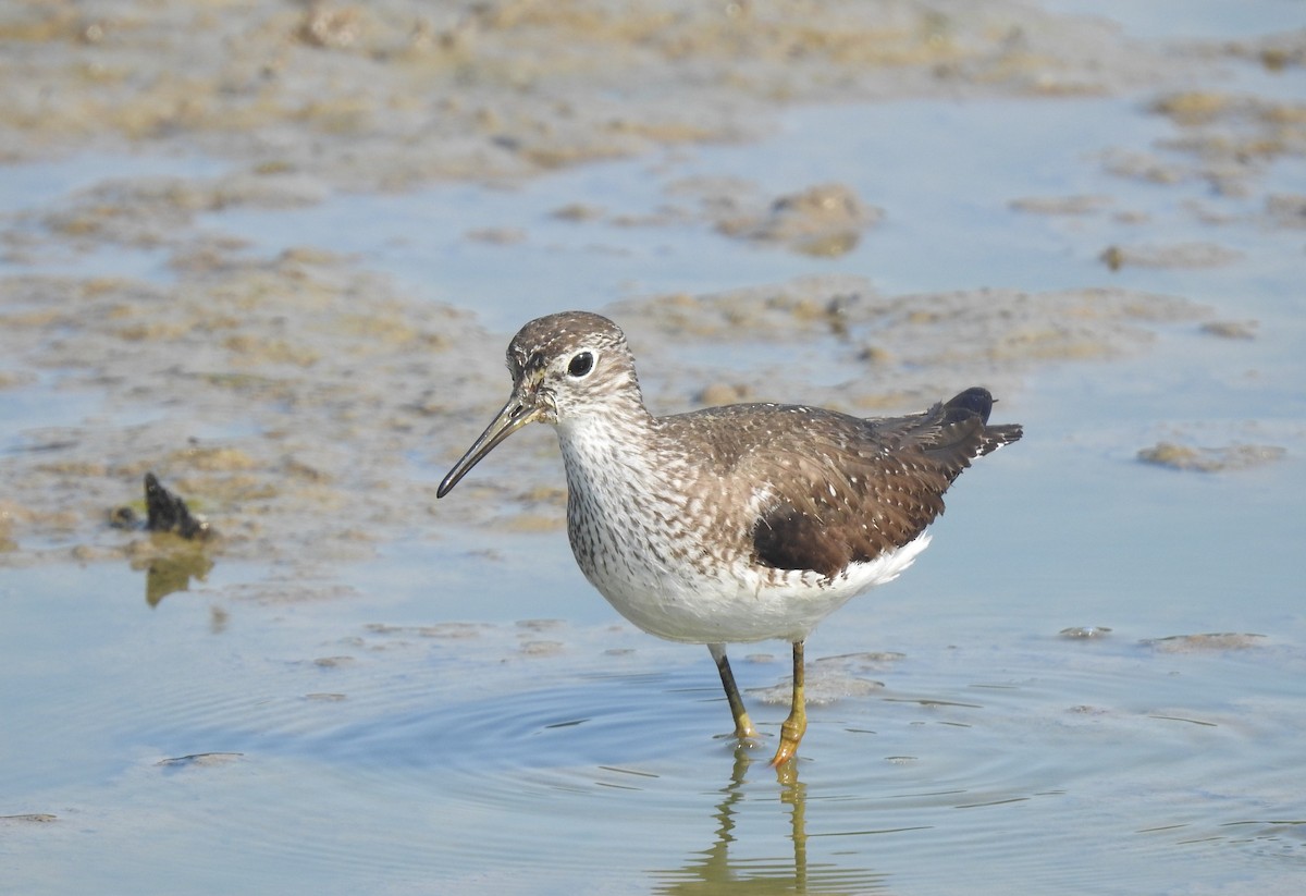 Solitary Sandpiper - ML622475162