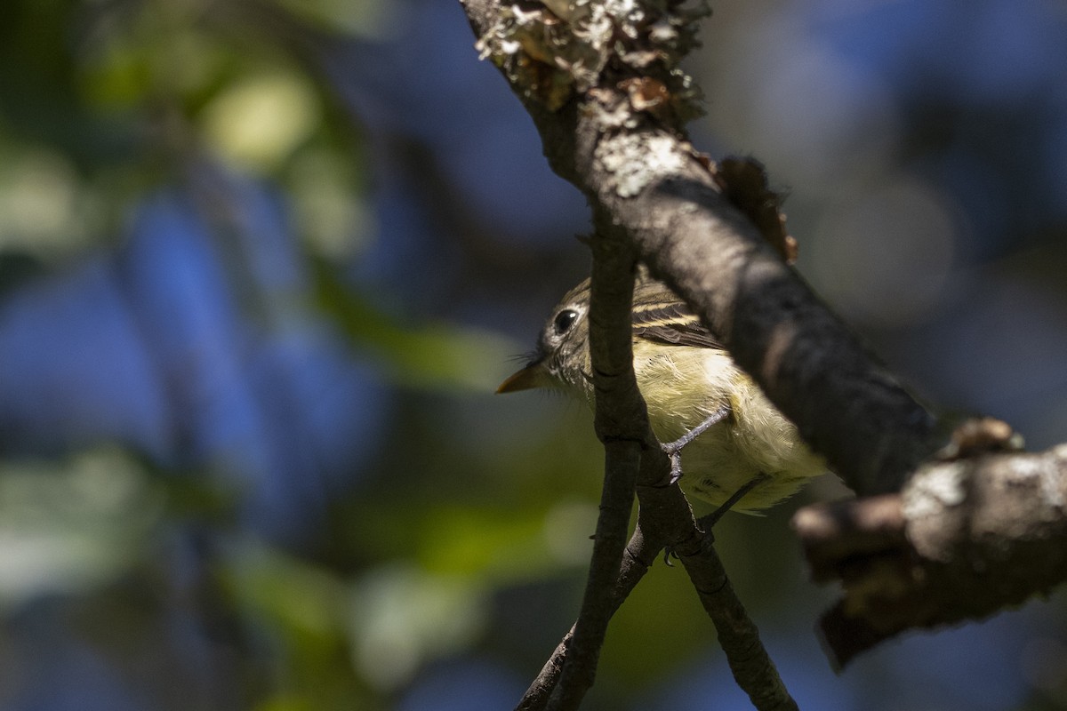 Least Flycatcher - ML622475195