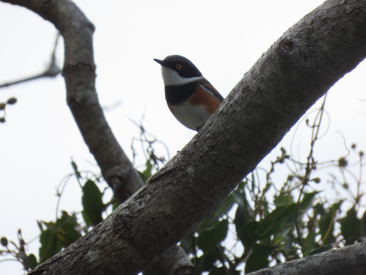 ムナグロセワタビタキ（capensis） - ML622475216