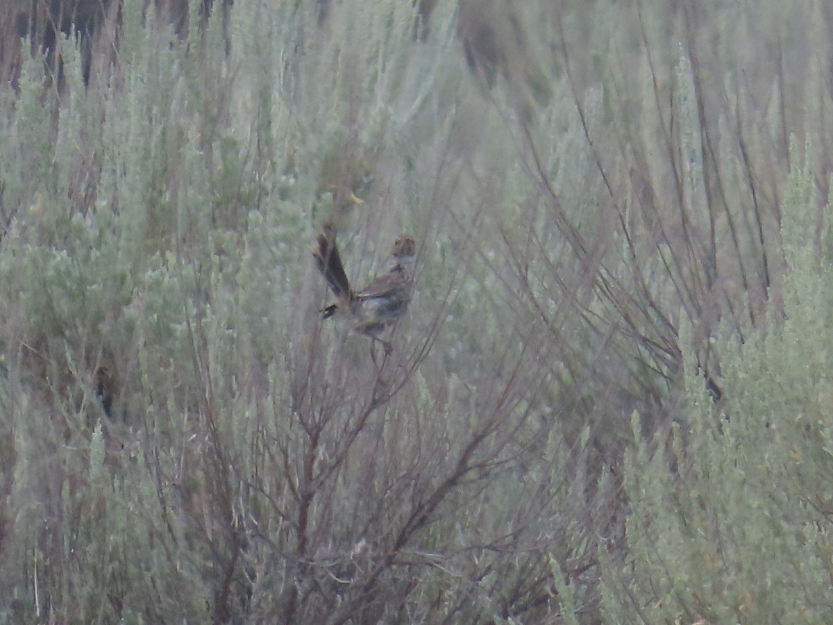 Sage Thrasher - ML622475230