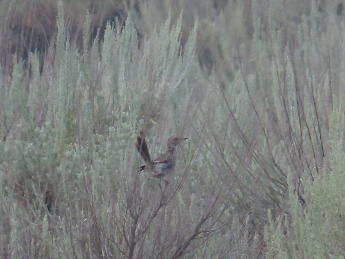 Sage Thrasher - ML622475232