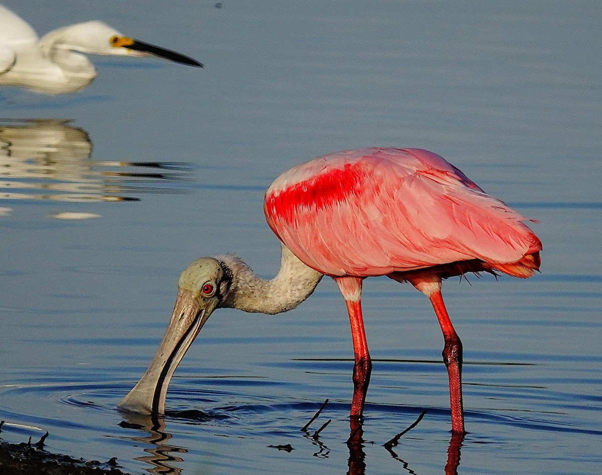 Roseate Spoonbill - ML622475233