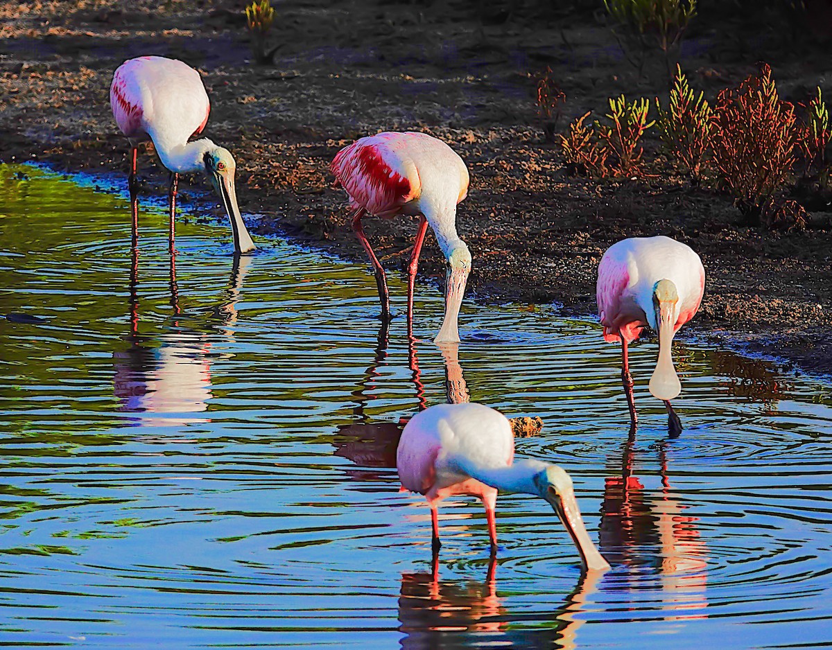 Roseate Spoonbill - ML622475234