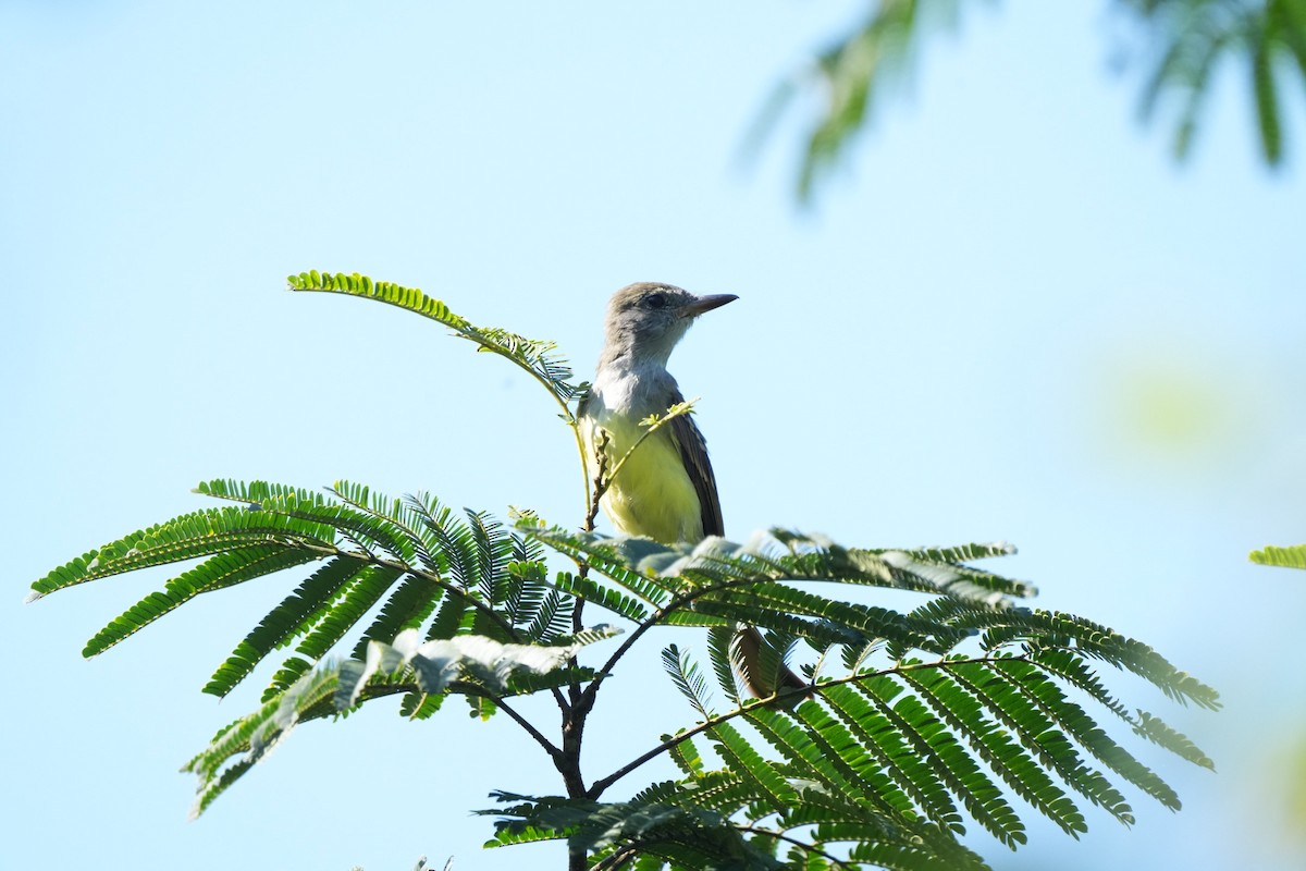 Great Crested Flycatcher - ML622475258