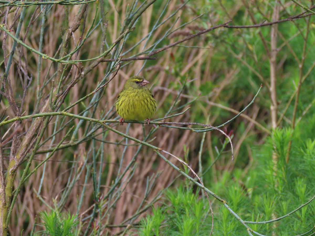 Forest Canary - Brian Cammarano