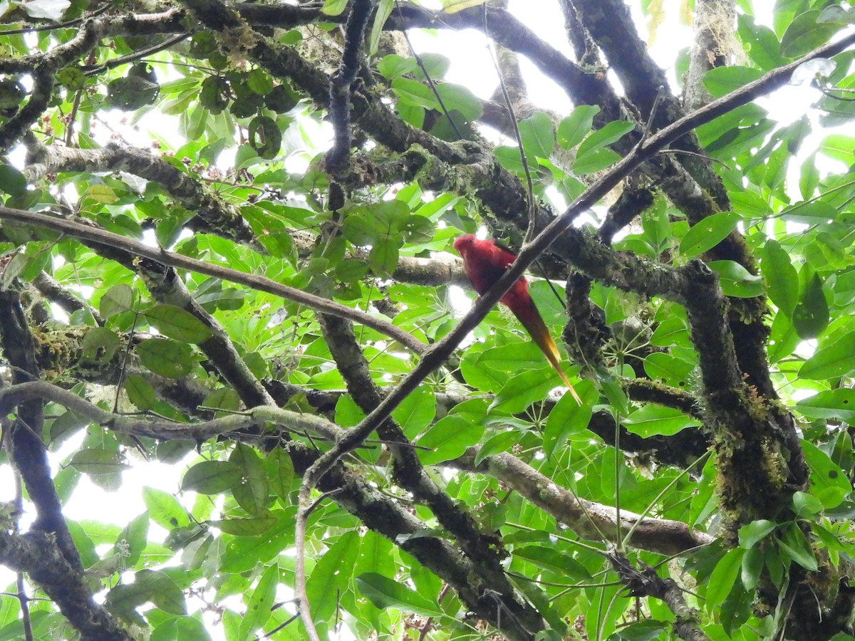West Papuan Lorikeet - ML622475292