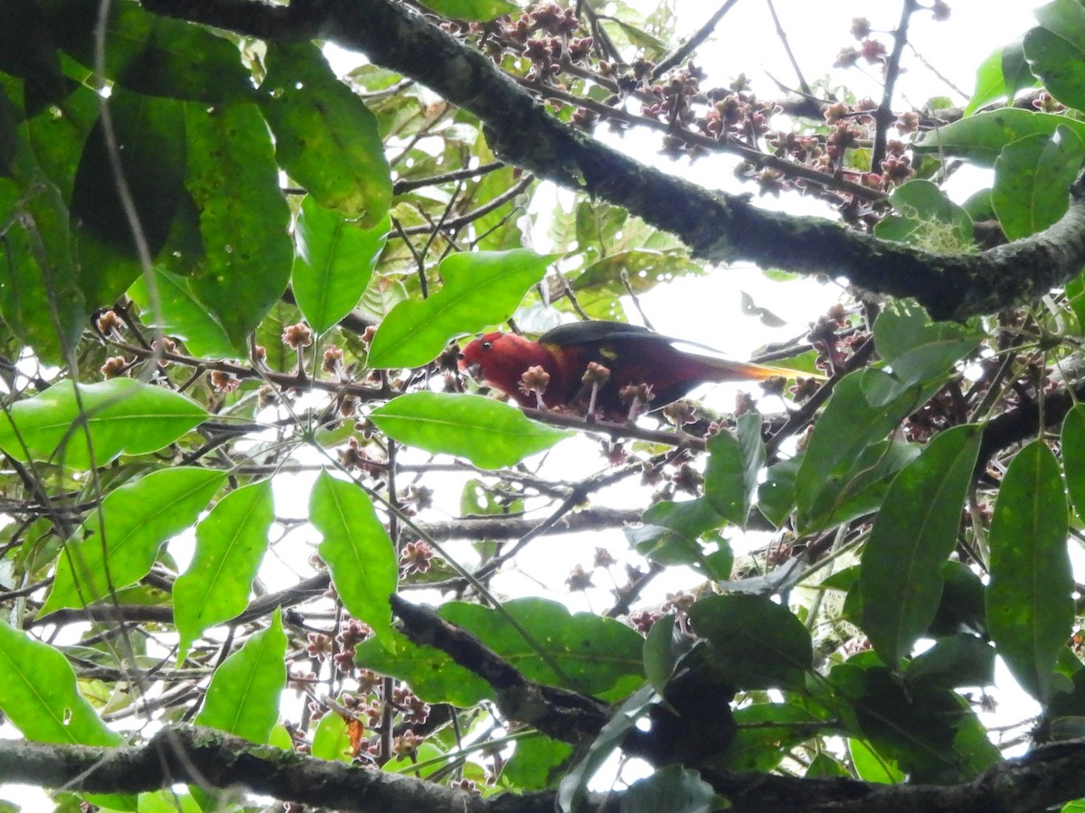 West Papuan Lorikeet - ML622475356