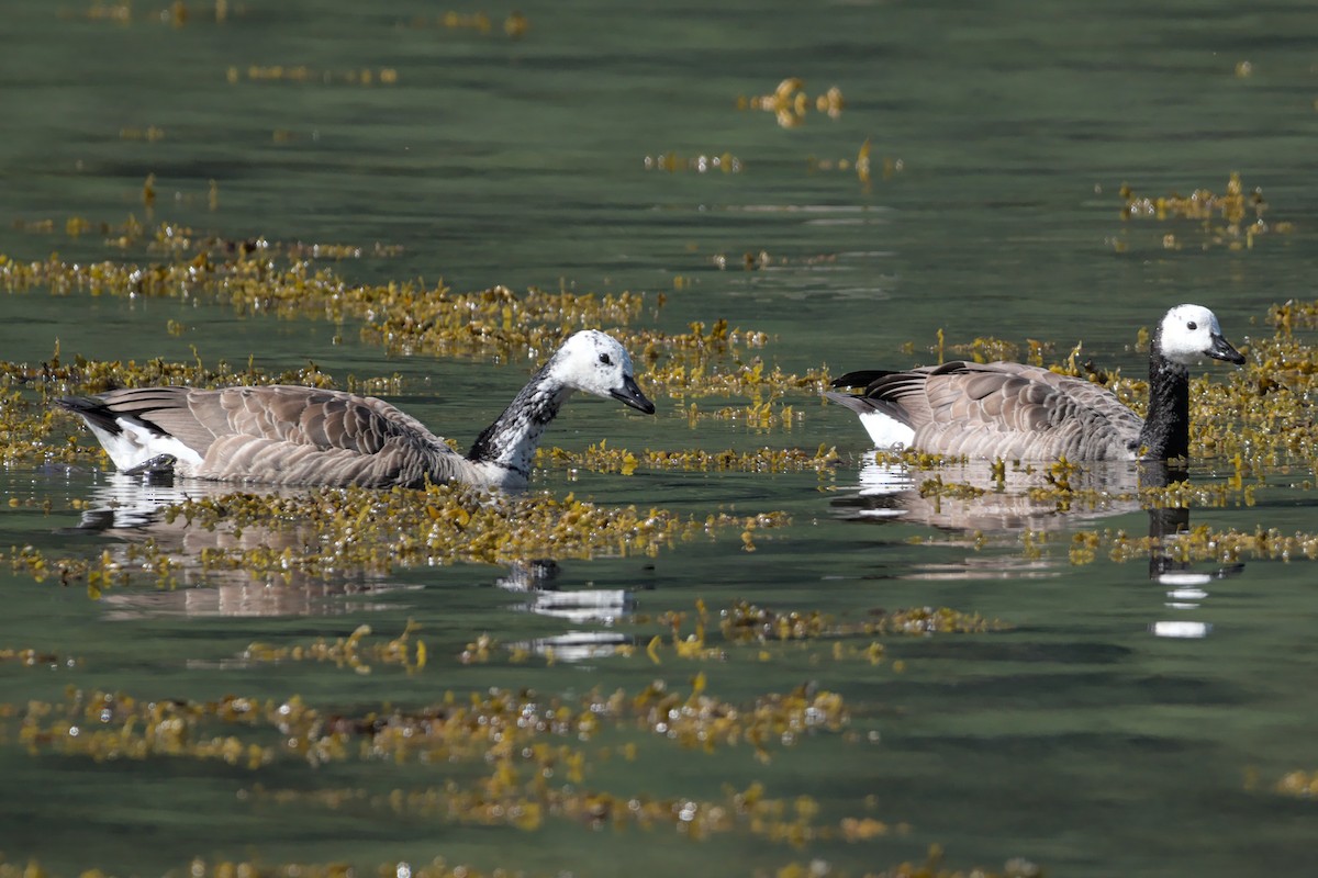 Barnacle x Canada Goose (hybrid) - ML622475370