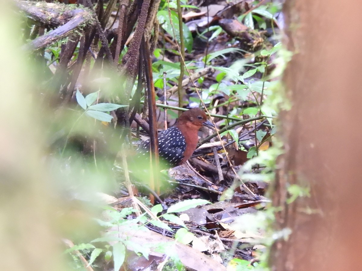 White-striped Forest Rail - ML622475393