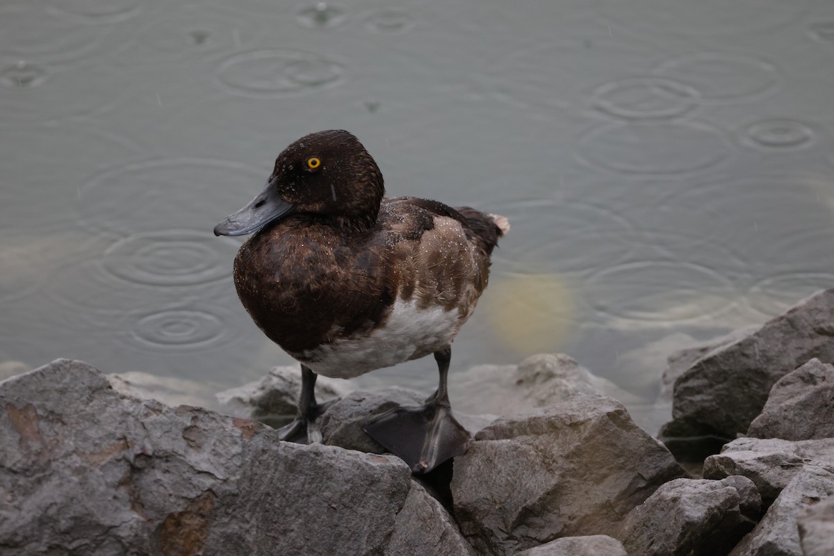 Greater Scaup - ML622475398