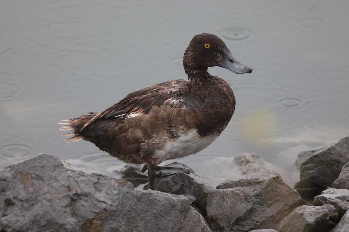 Greater Scaup - ML622475406