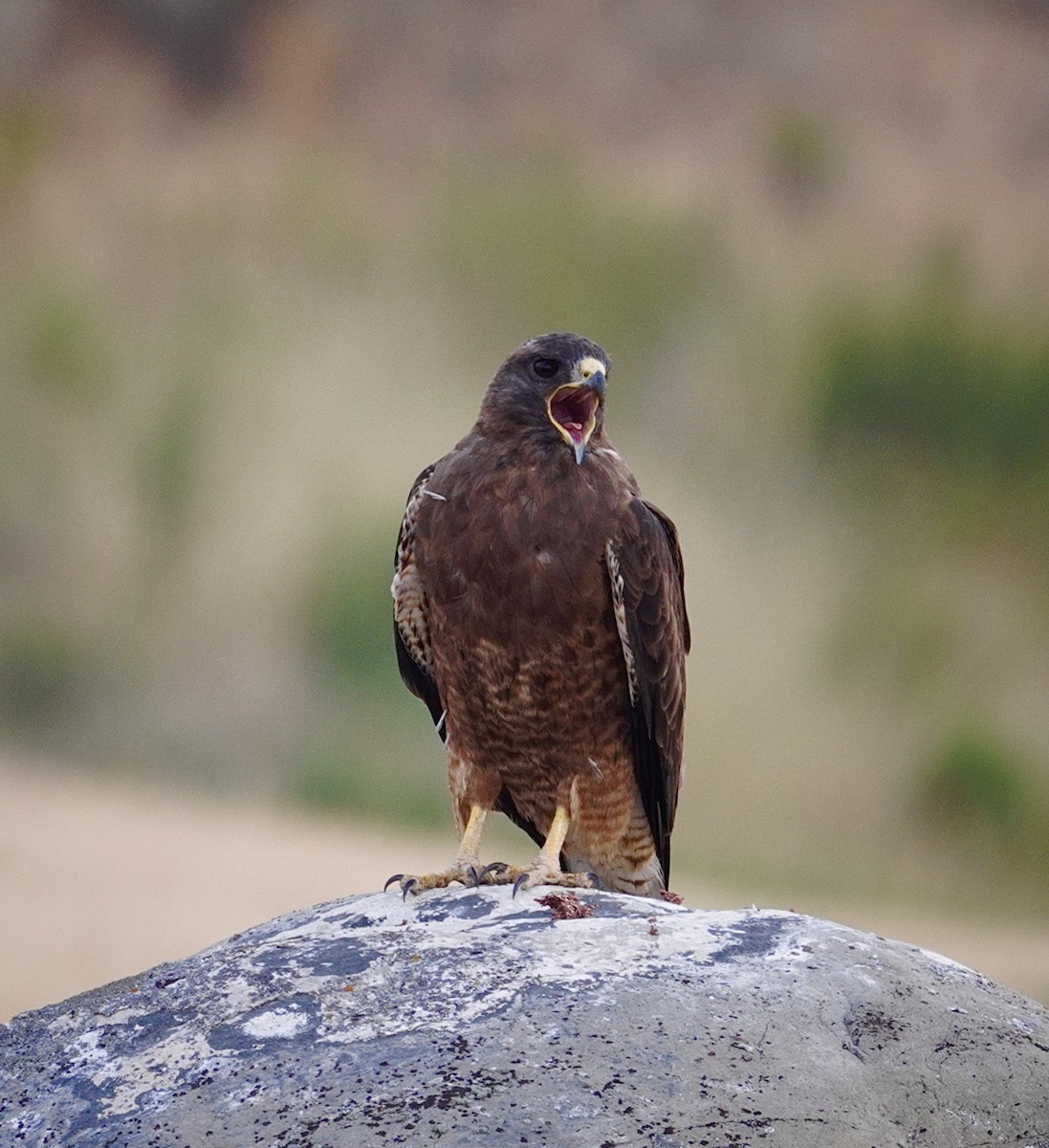 Swainson's Hawk - ML622475416