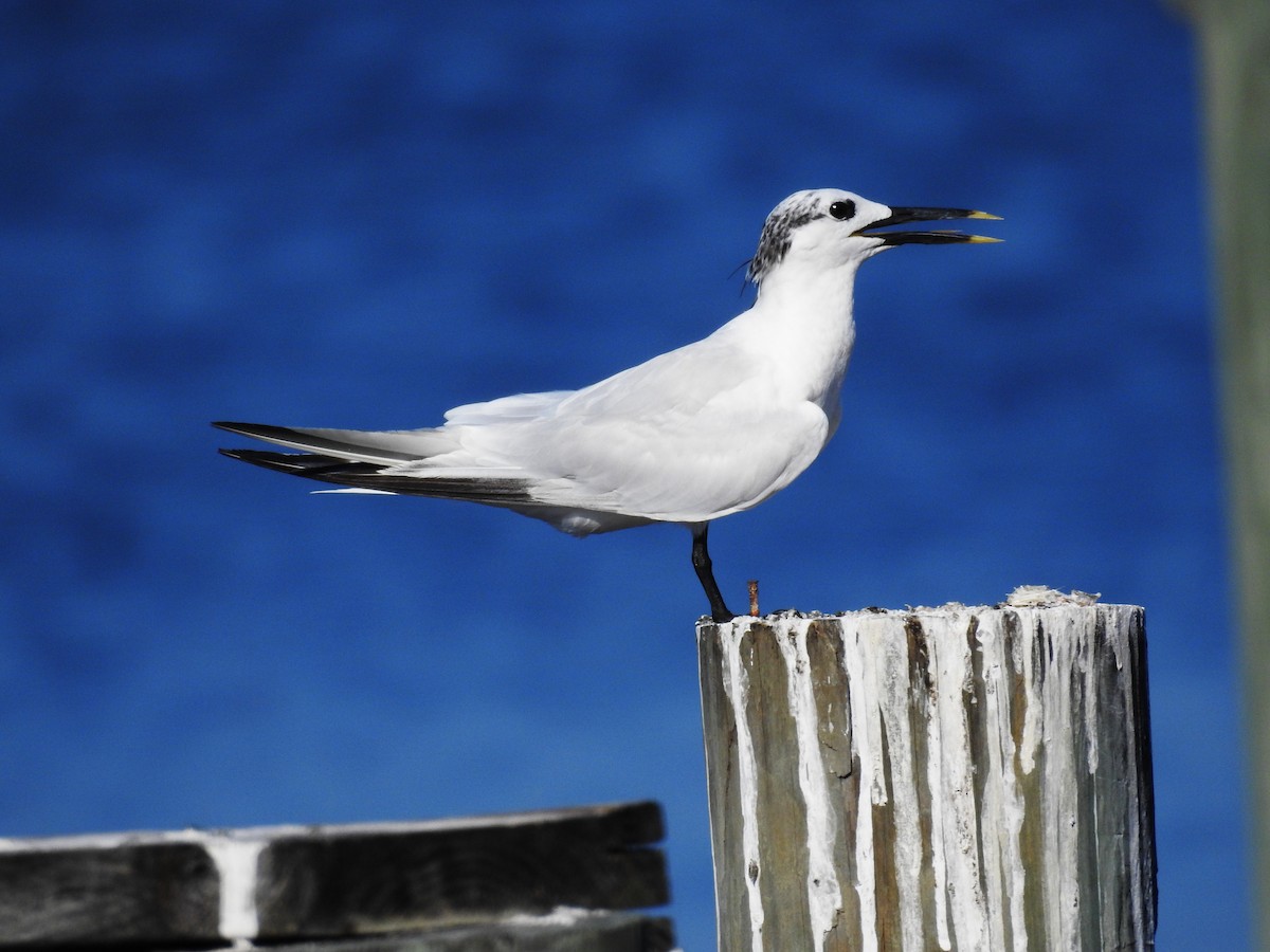 Sandwich Tern - ML622475421