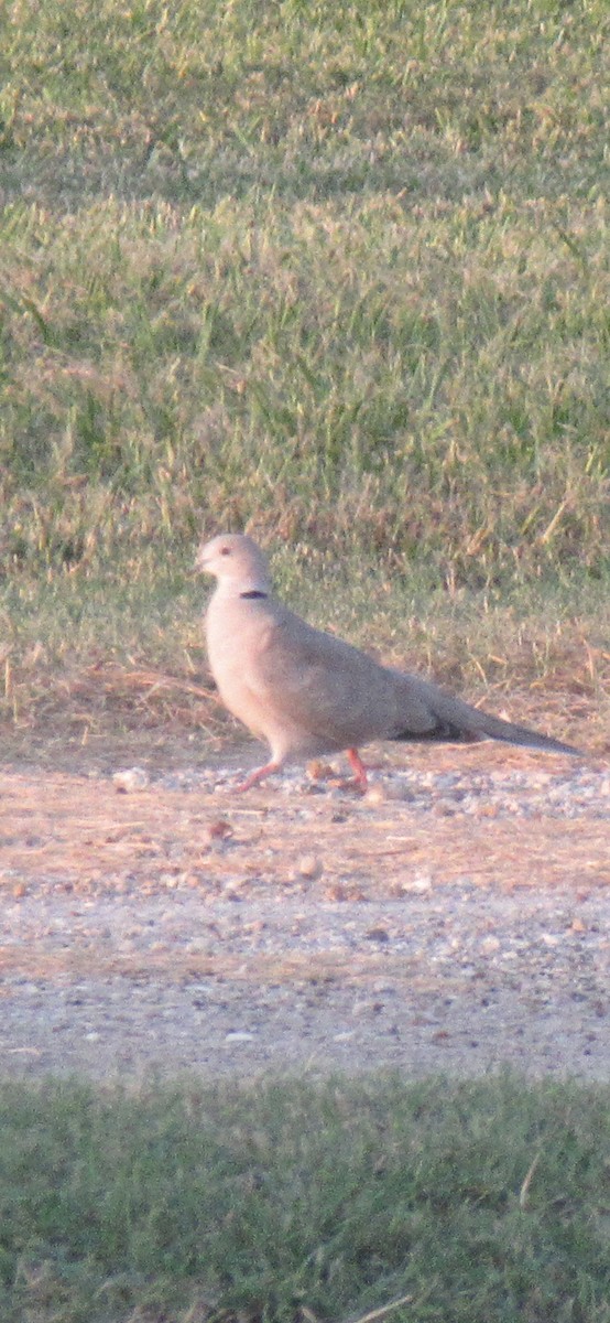 Eurasian Collared-Dove - ML622475444