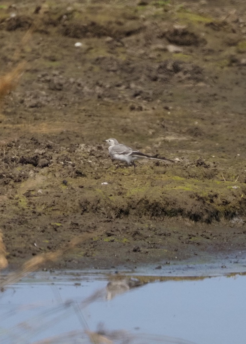 Lavandera Blanca (blanca euroasiática) - ML622475446