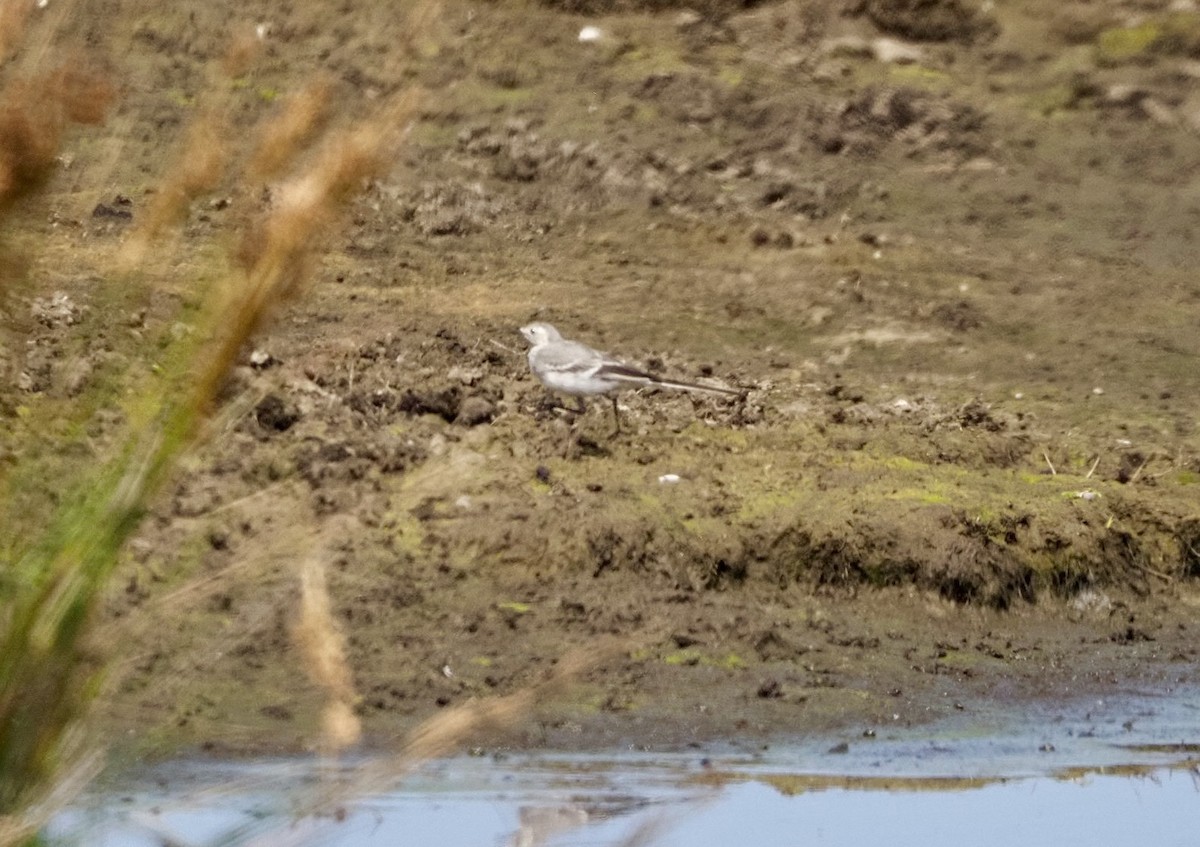 Lavandera Blanca (blanca euroasiática) - ML622475447