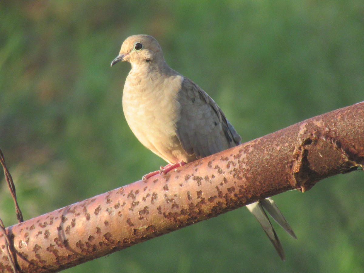 Mourning Dove - ML622475448