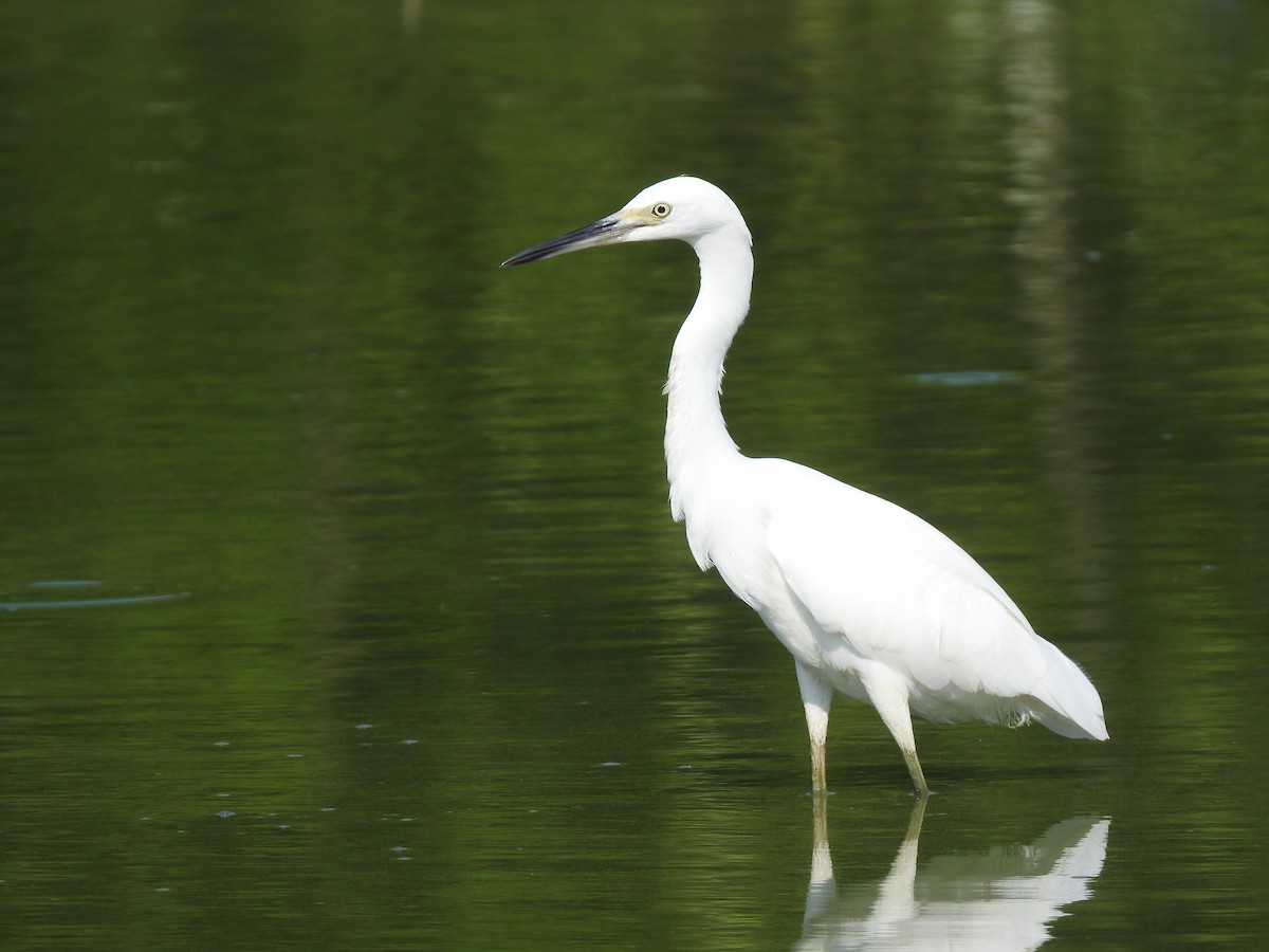 Little Blue Heron - ML622475449