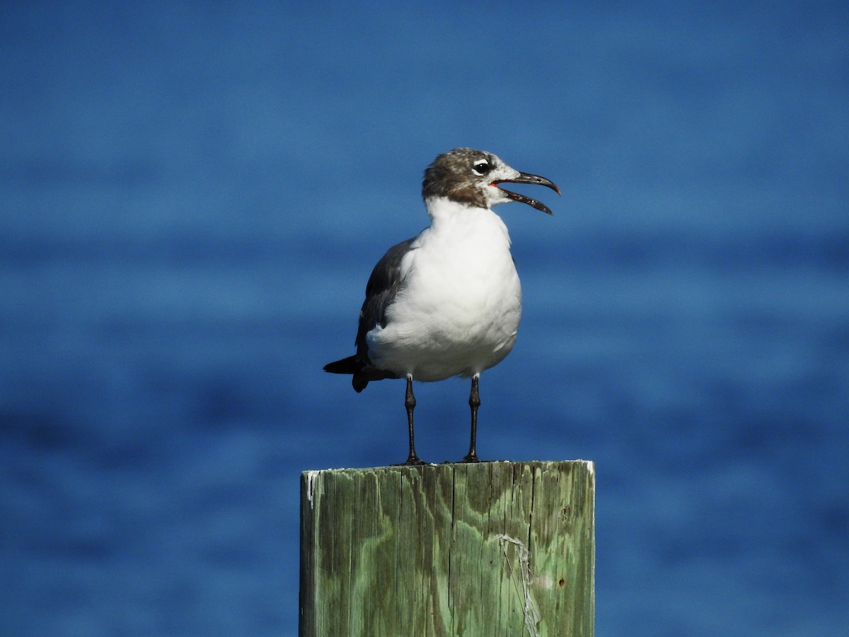 Laughing Gull - ML622475451