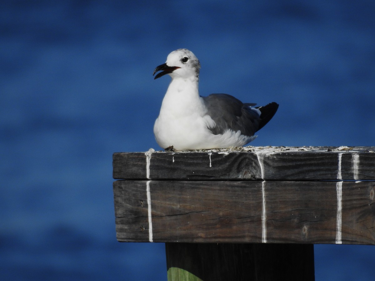 Laughing Gull - ML622475452