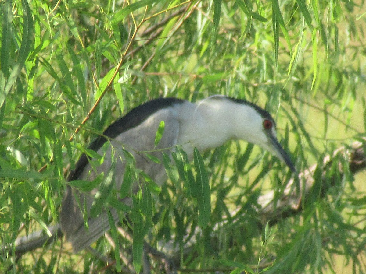 Black-crowned Night Heron - ML622475458