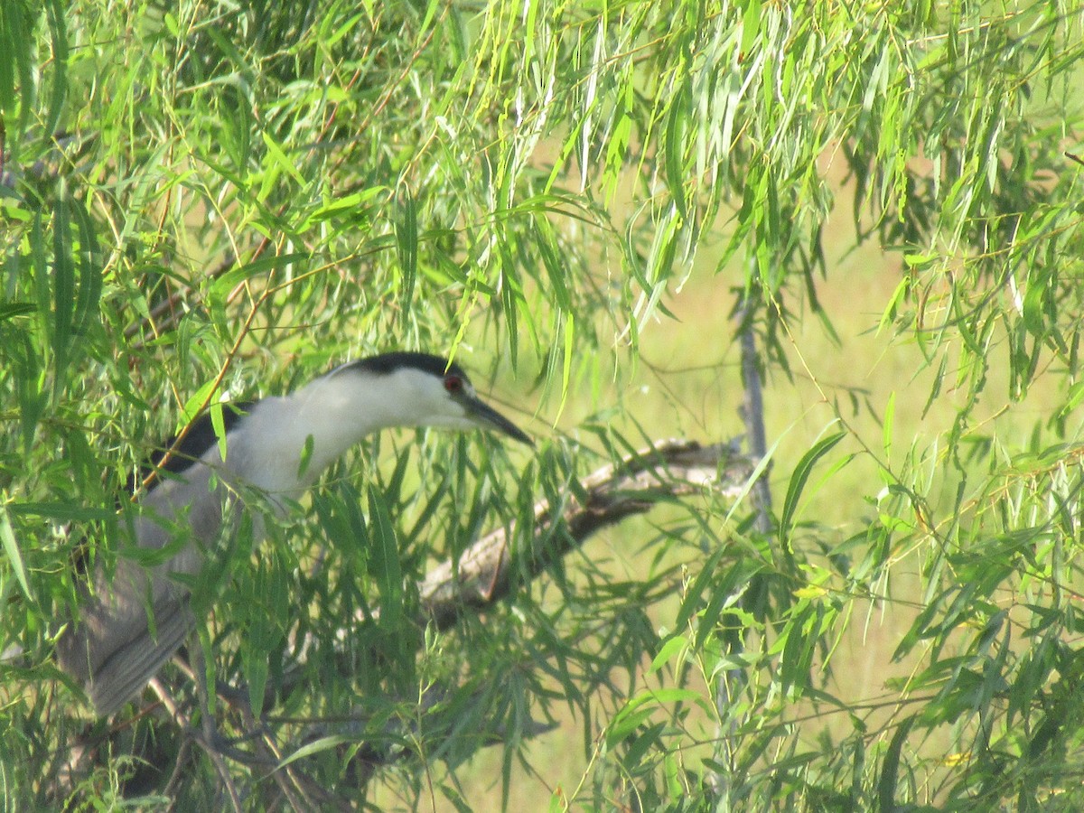 Black-crowned Night Heron - ML622475459