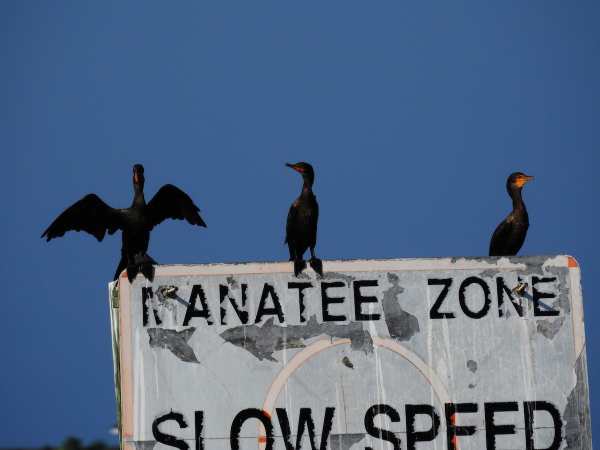 Double-crested Cormorant - ML622475463