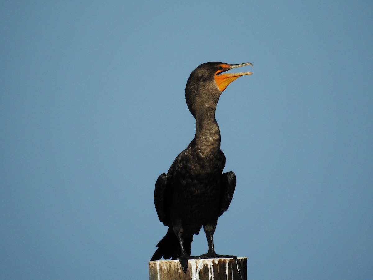 Double-crested Cormorant - ML622475464