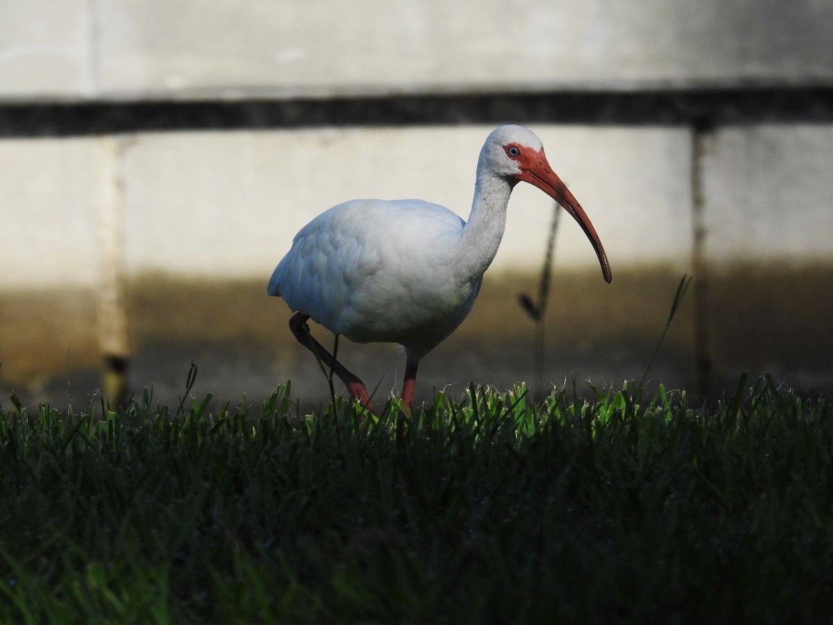 White Ibis - ML622475467
