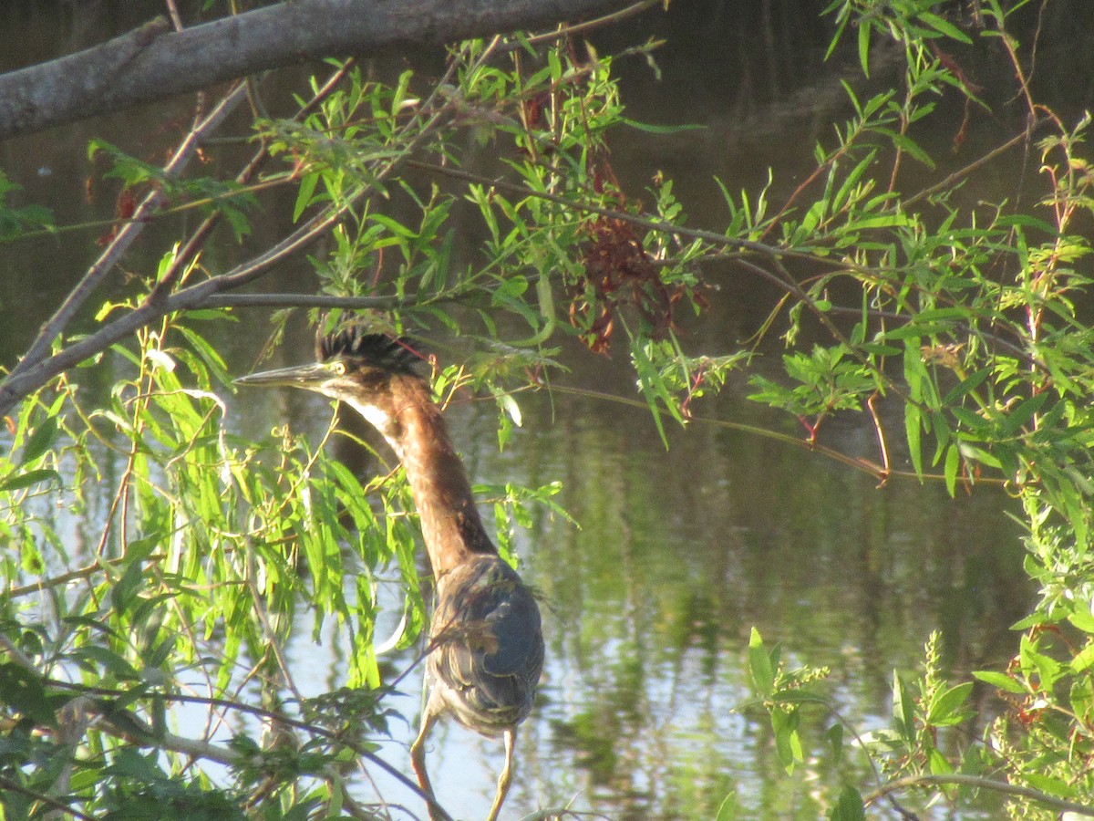 Green Heron - ML622475468