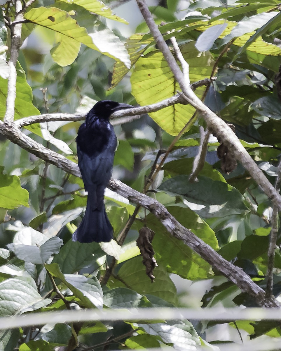 Hair-crested Drongo - ML622475470