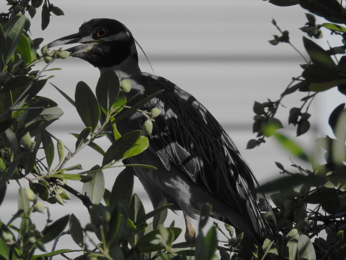 Yellow-crowned Night Heron - ML622475471