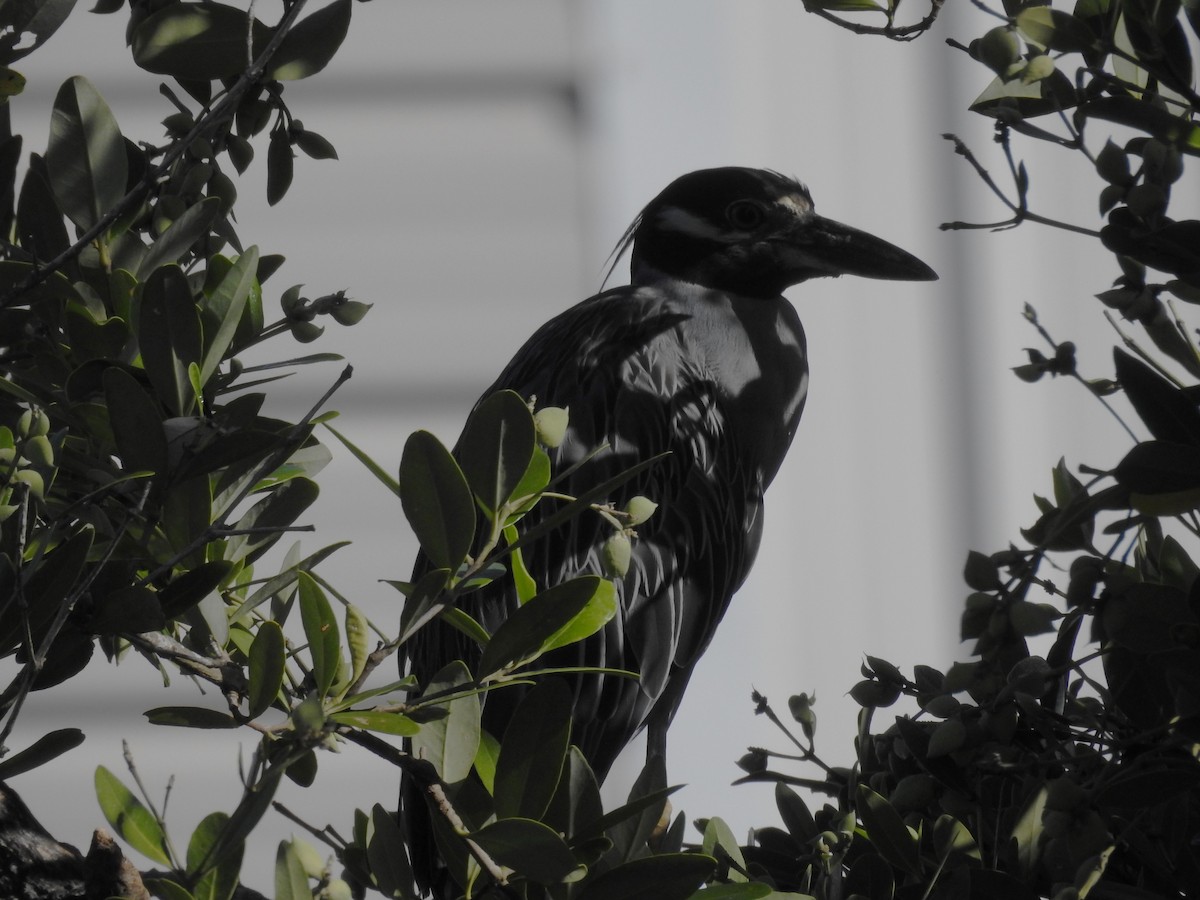 Yellow-crowned Night Heron - ML622475472