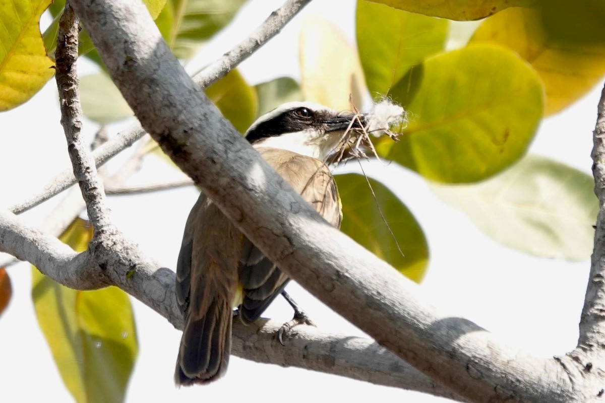 Great Kiskadee - ML622475474