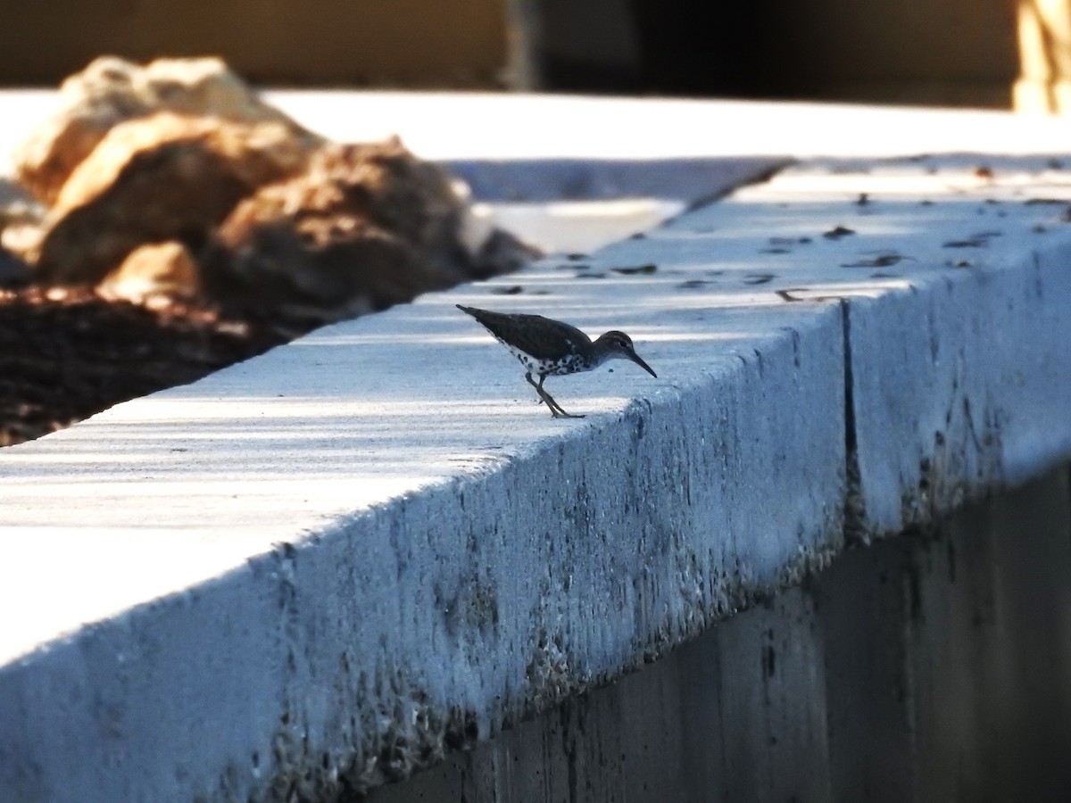 Spotted Sandpiper - ML622475475