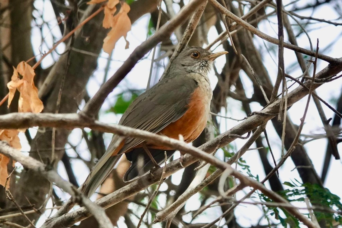 Rufous-bellied Thrush - ML622475483