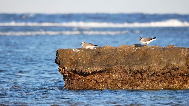 White-eyed Gull - ML622475485